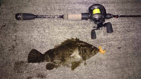 ガシリング。久しぶりの釣果！