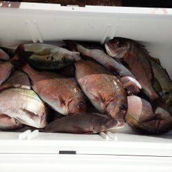 海上釣り堀紀州/かなすび釣果