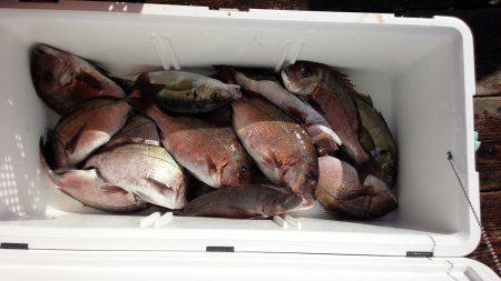 海上釣り堀紀州／かなすび釣果