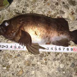 久しぶりの20UP♪