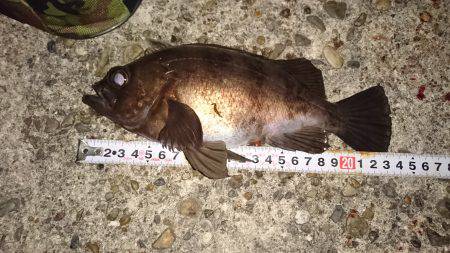 久しぶりの20UP♪