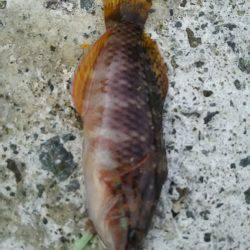 風も強く波も高かった。。。