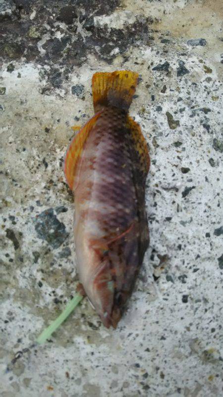 風も強く波も高かった。。。