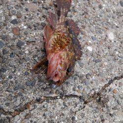 虫ヘッドでガシラ