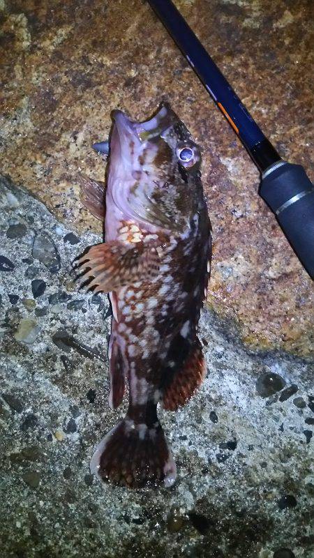 仕事帰りに軽く釣行