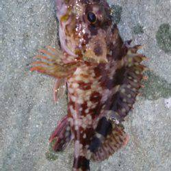 コウイカ狙いのはずが