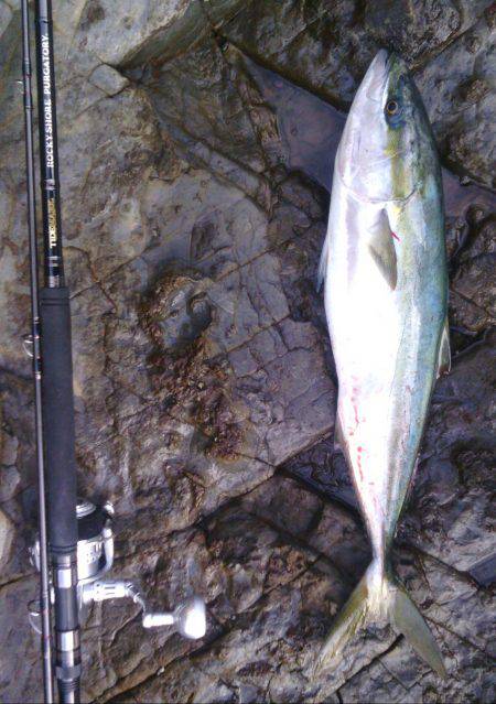 南紀日置でメジロ