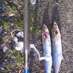 煙樹ヶ浜サゴシ