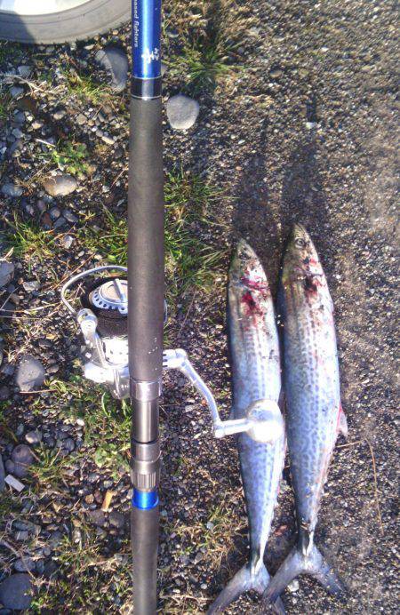 煙樹ヶ浜サゴシ