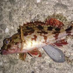 ガシラのみサイズアップ出来ず、メバル反応無し