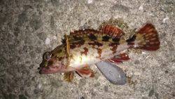 ガシラのみサイズアップ出来ず、メバル反応無…