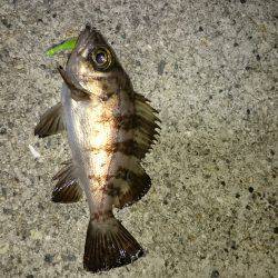 皆さんの合言葉？