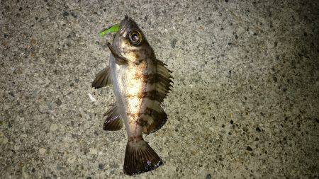 皆さんの合言葉？