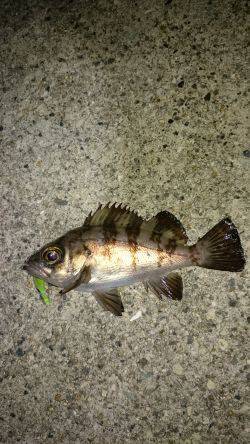 皆さんの合言葉？