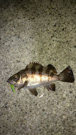 皆さんの合言葉？