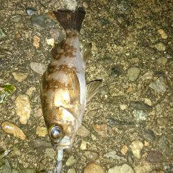 またしても強風。