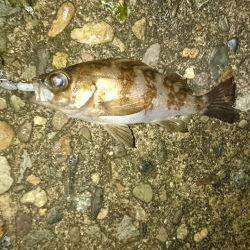 またしても強風。