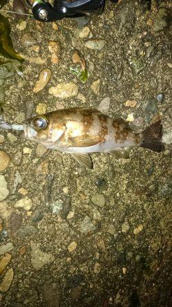 またしても強風。