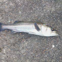 まだ居てました