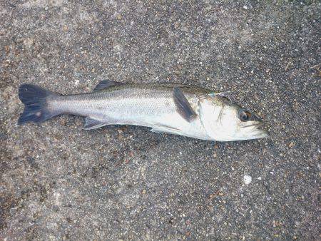 まだ居てました