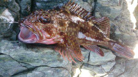 ロックフィッシング