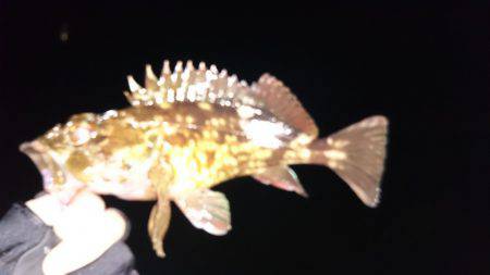 ガシラはつれる！