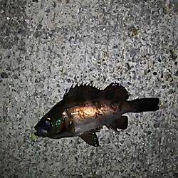 メバルのゴロタ調査