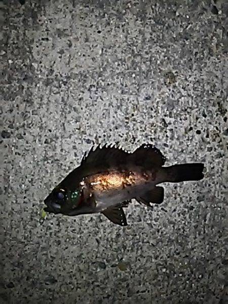 メバルのゴロタ調査