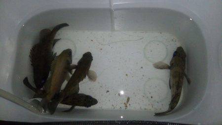 寒いけど、釣りしたい