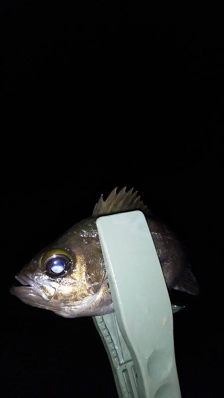 初めての場所でメバル調査