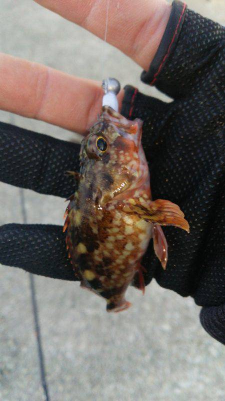 釣れたら楽しい！(笑)