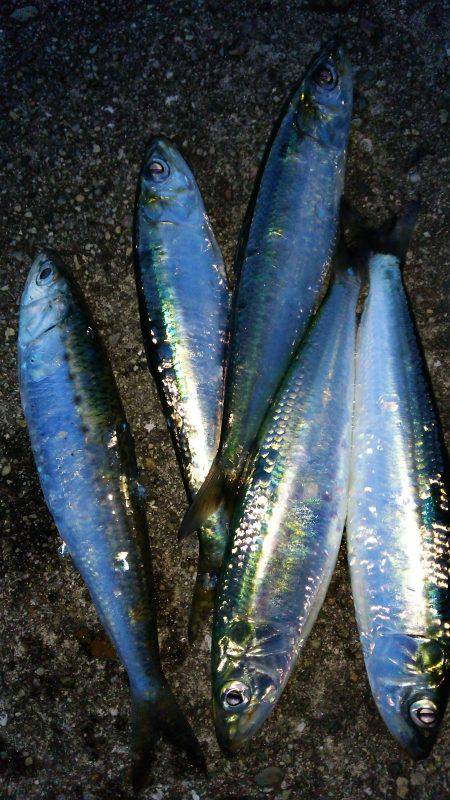 やっとマイワシ釣れました！