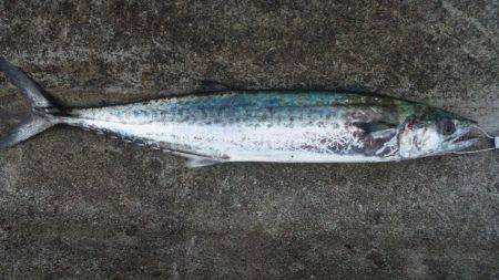 ショアジギング釣行