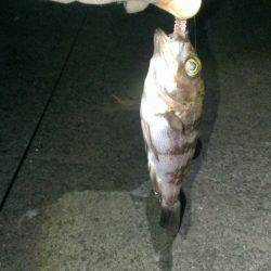 初ハードルアー釣果