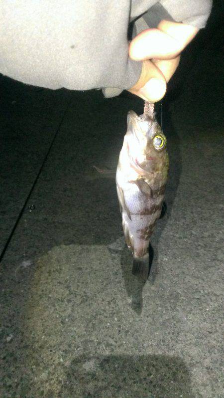 初ハードルアー釣果