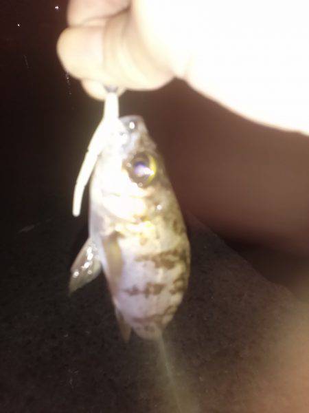 メバルのマンション