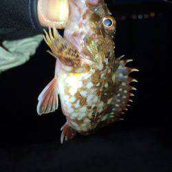 寒さも釣果も超厳しい～