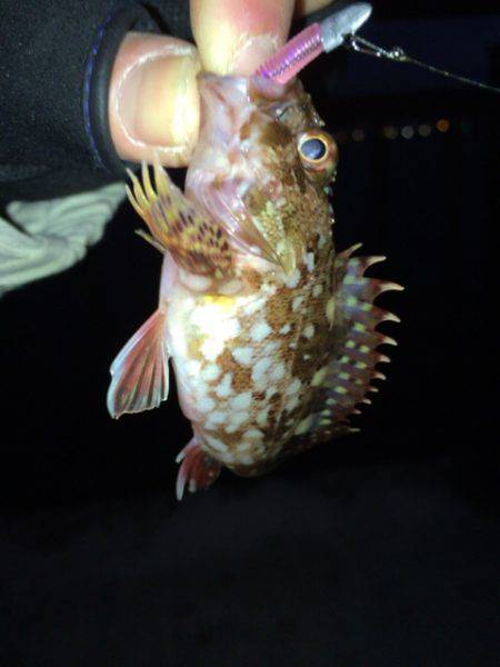 寒さも釣果も超厳しい～