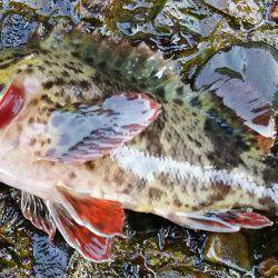 ロックフィッシュ