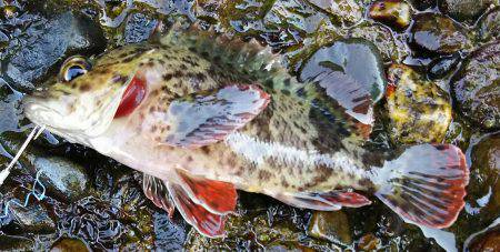 ロックフィッシュ