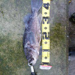 根魚Ｆｉｇｈｔ！