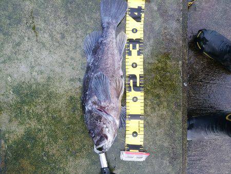 根魚Ｆｉｇｈｔ！