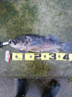 根魚Ｆｉｇｈｔ！