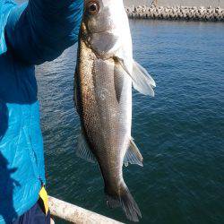 まだセイゴクラス