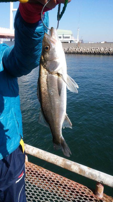 まだセイゴクラス