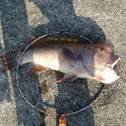 強烈モンスター!!