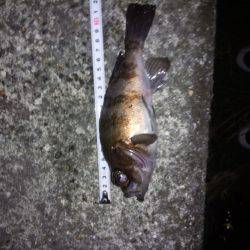 連夜のメバリング