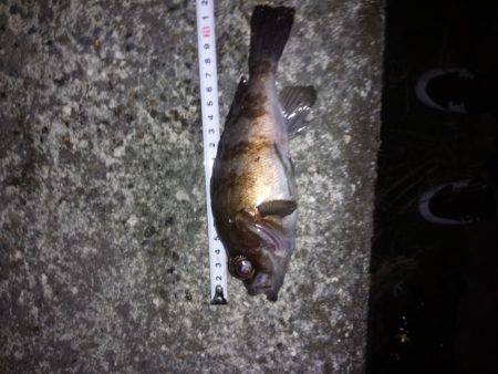 連夜のメバリング