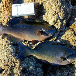 勝浦山成でグレ釣り