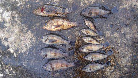 ミップル周辺で釣りをしました